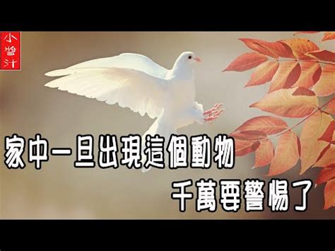 小鳥死在家門口|家裡出現死鳥 鳥死在院子里是擋災